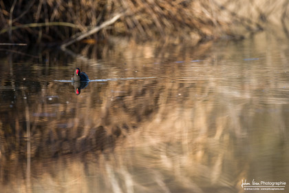 Gallinule poule d'eau - Common Moorhen : Gallinula chloropus