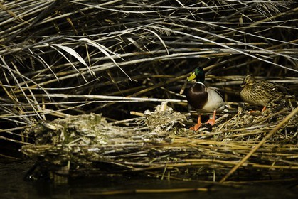 l-albufera_20-01-2011-2197.jpg