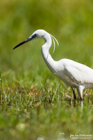 Aigrette Garzette - Little Egret