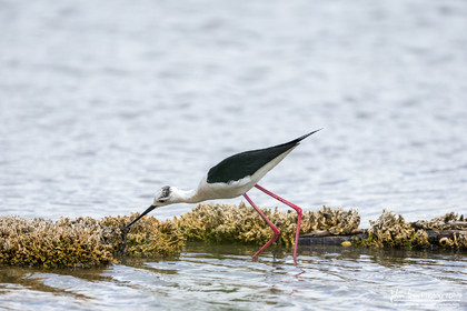 Échasse Blanche - Black Winged Stilt
