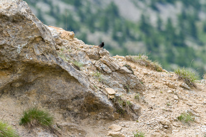 Rougequeue Noir - Black Redstart
