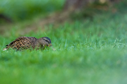 Canard col vert