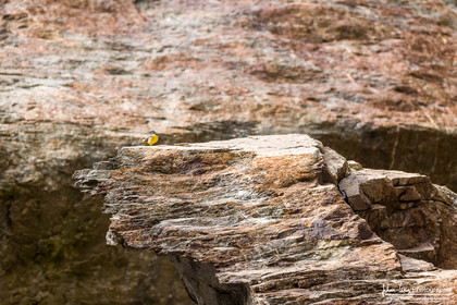 Bergeronnette Printanière - Western Yellow Wagtail