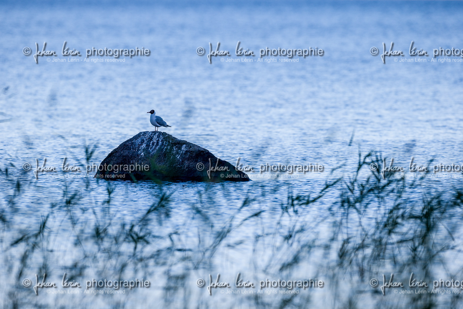 Mouette de bonaparte