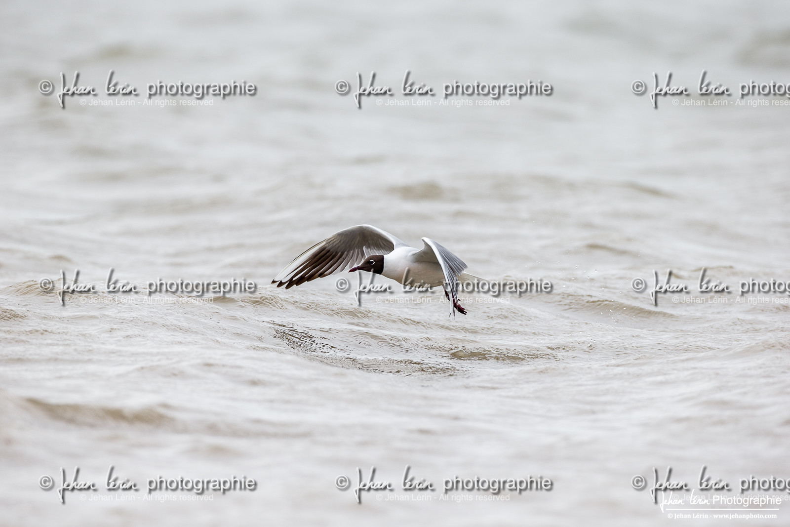 Mouette Rieuse - Black-Headed Gull, Chroicocephalus ridibundus