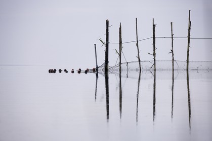 l-albufera_dec-2010-7879-2.jpg
