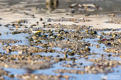 Bergeronnette des Ruisseaux - Grey Wagtail