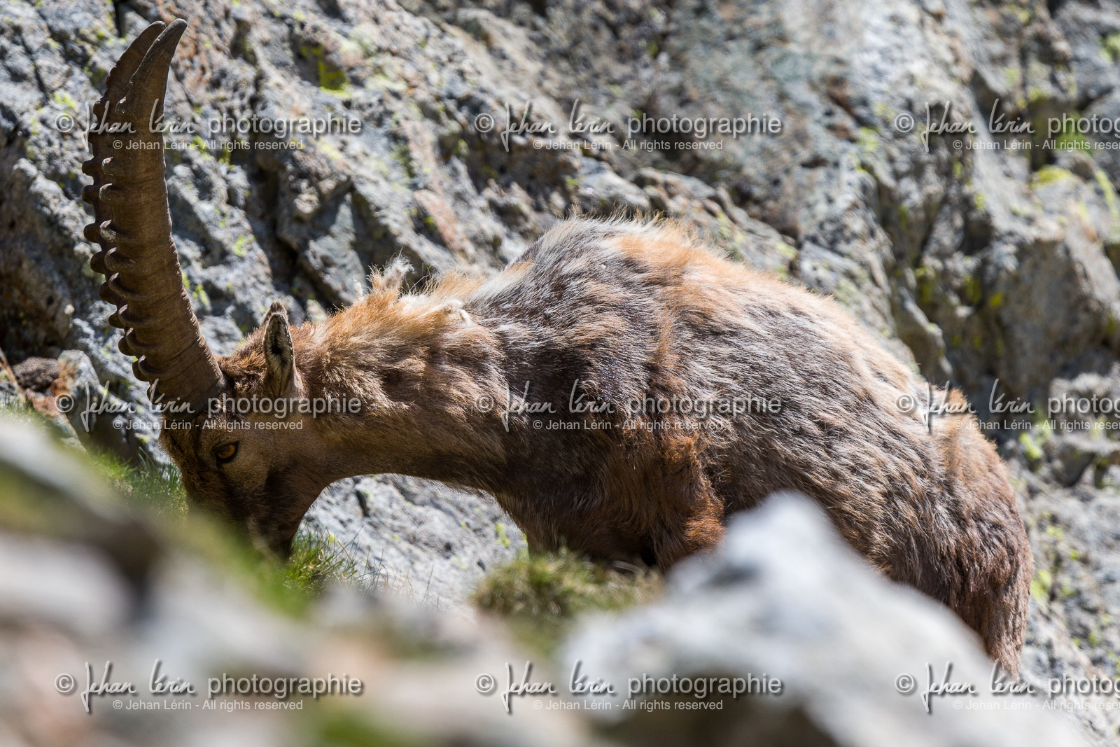 bouquetin_lac-de-fenestre_1dx_23-06-2019-0056.jpg