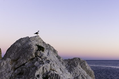 caple_penon-d-ifac_08-12-2012-35366.jpg