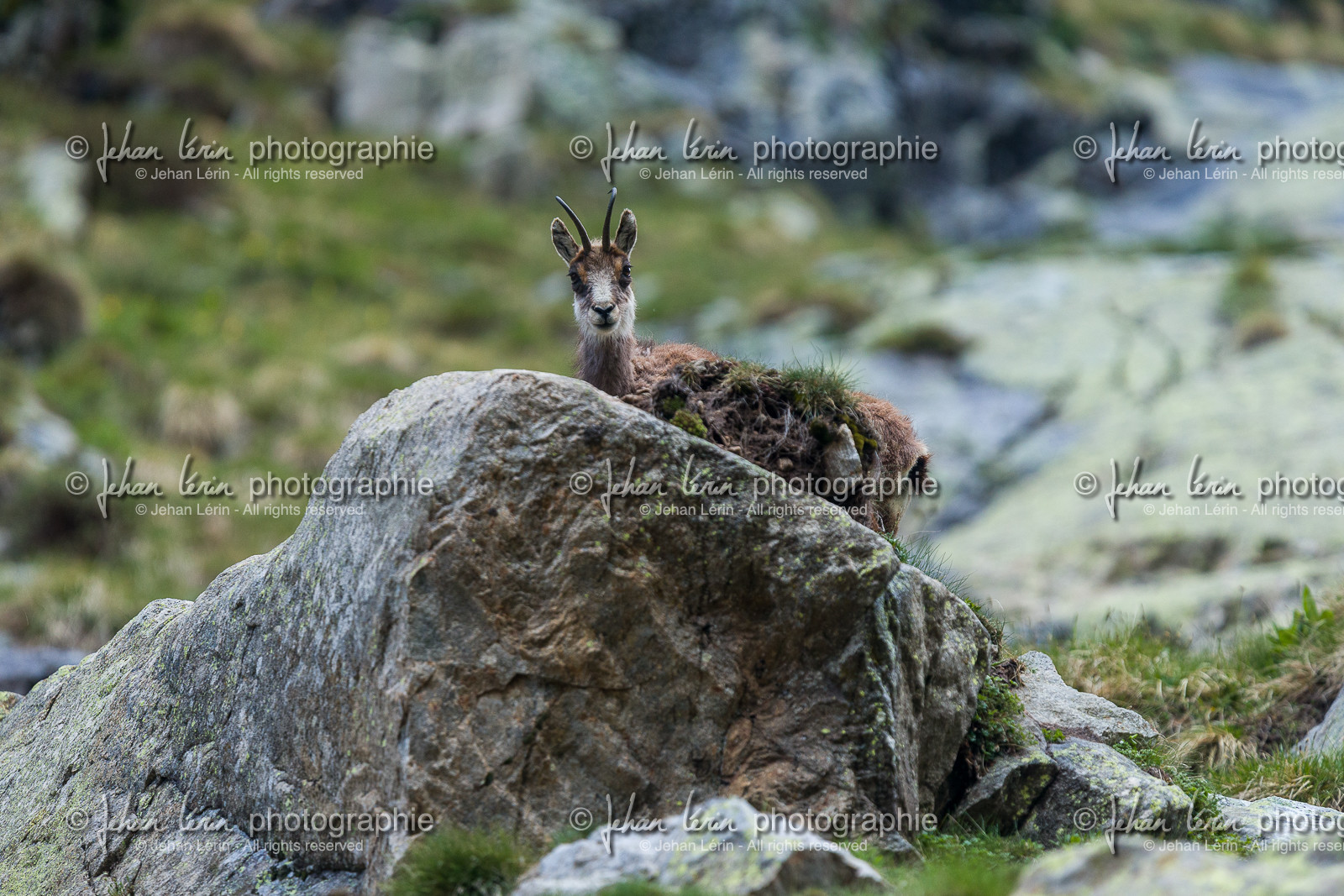 chamois_la-gordolasque_mercantour_jl_1dx_20-05-2020-0231.jpg