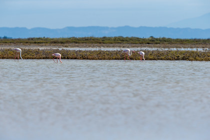 flamants-roses_stes-maries-de-la-mer_camargue_jl_1dx_06-05-2021-0137.jpg
