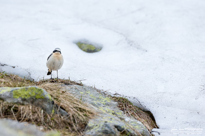 Traquet Motteux - Northern Wheatear