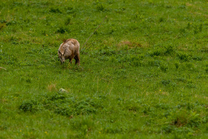 chamois_la-gordolasque_mercantour_jl_1dx_11-05-2020-0194.jpg