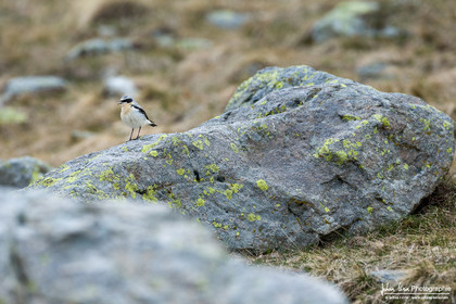 Traquet Motteux - Northern Wheatear