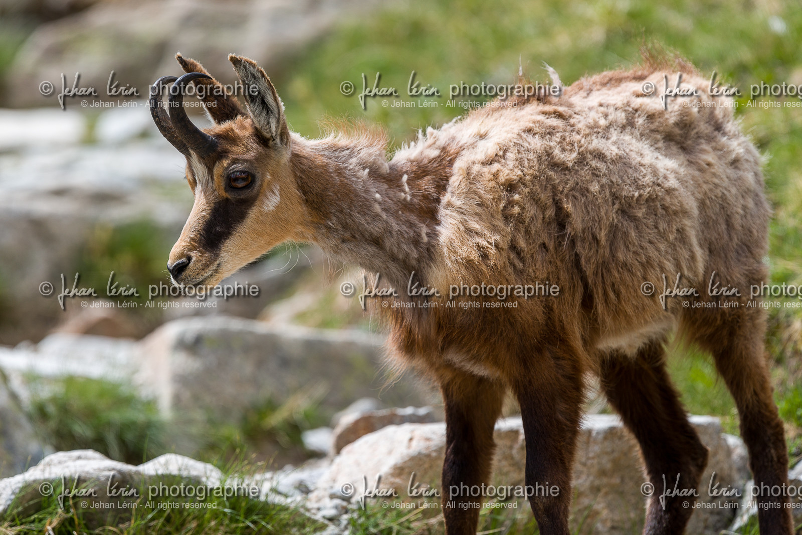 chamois_madone-de-fenestre_jl_1dx_06-06-2017-0009.jpg