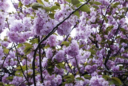 ohatsu-tenjin-sanctuary_osaka_japon_jl_1dx_14-04-2014-4801.jpg