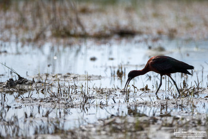 Ibis Falcinelle - Glossy Ibis