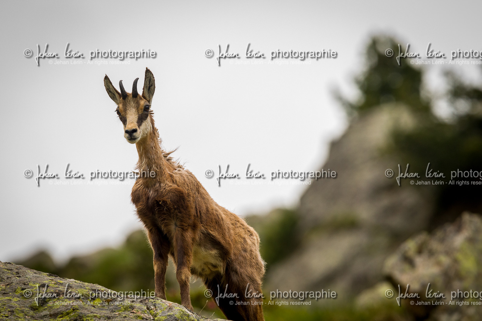 chamois_lac-autier_la-gordolasque_jl_1dx_28-06-2020-0062.jpg