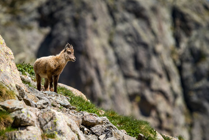 bouquetin_lac-de-fenestre_1dx_23-06-2019-0132.jpg