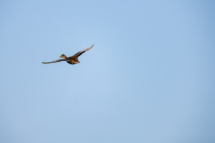 Canard Colvert - Mallard