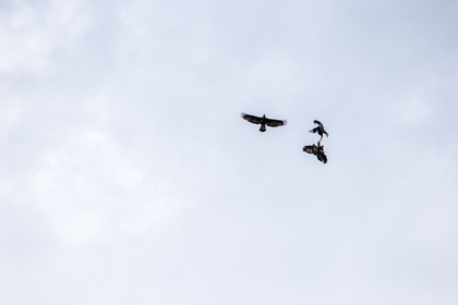 aigles-royaux_vignols_roubion_tinee_alpes-maritimes_jehan-lerin_jl_1dx_30-05-2022-0048.jpg