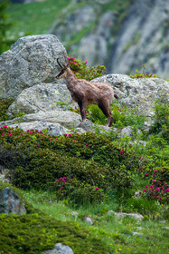 chamois_la-gordolasque_mercantour_france_jl_1dx_15-06-2021-0117.jpg