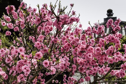 konzoji_temple-76_shikoku_japon_07-04_2014-4212.jpg