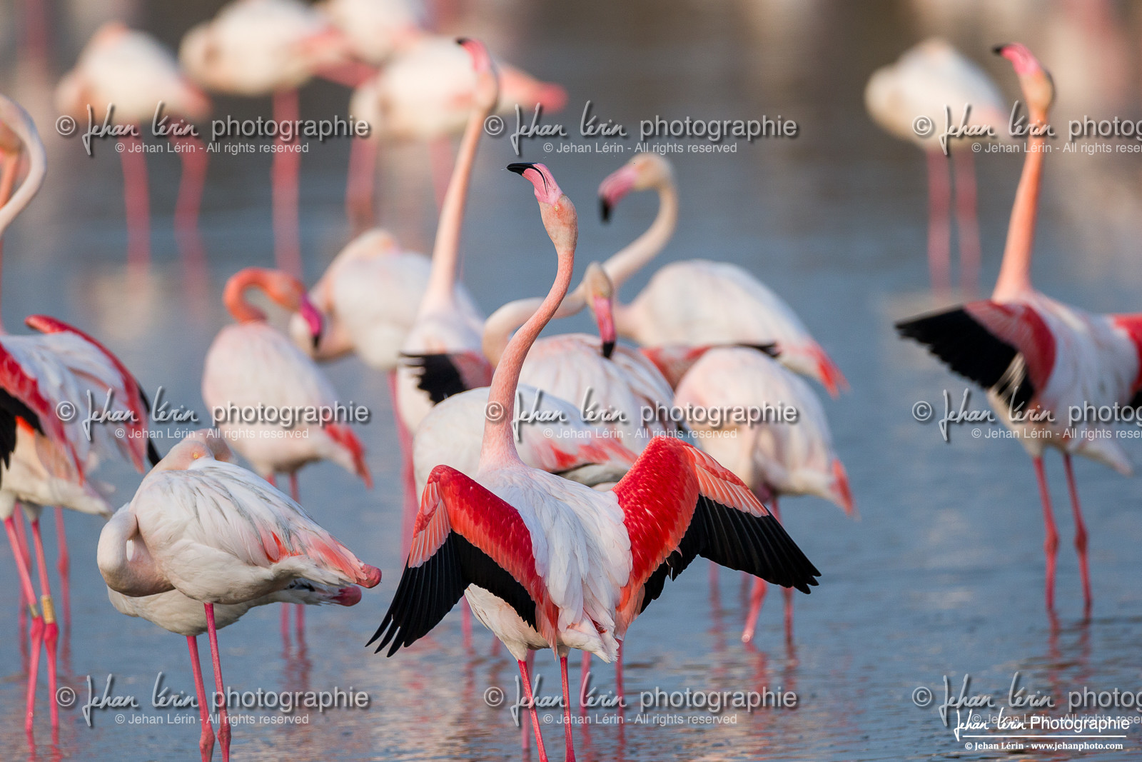 Flamant Rose - Greater Flamingo
