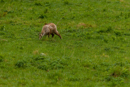 chamois_la-gordolasque_mercantour_jl_1dx_11-05-2020-0192.jpg