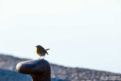 Rougegorge Familier - European Robin