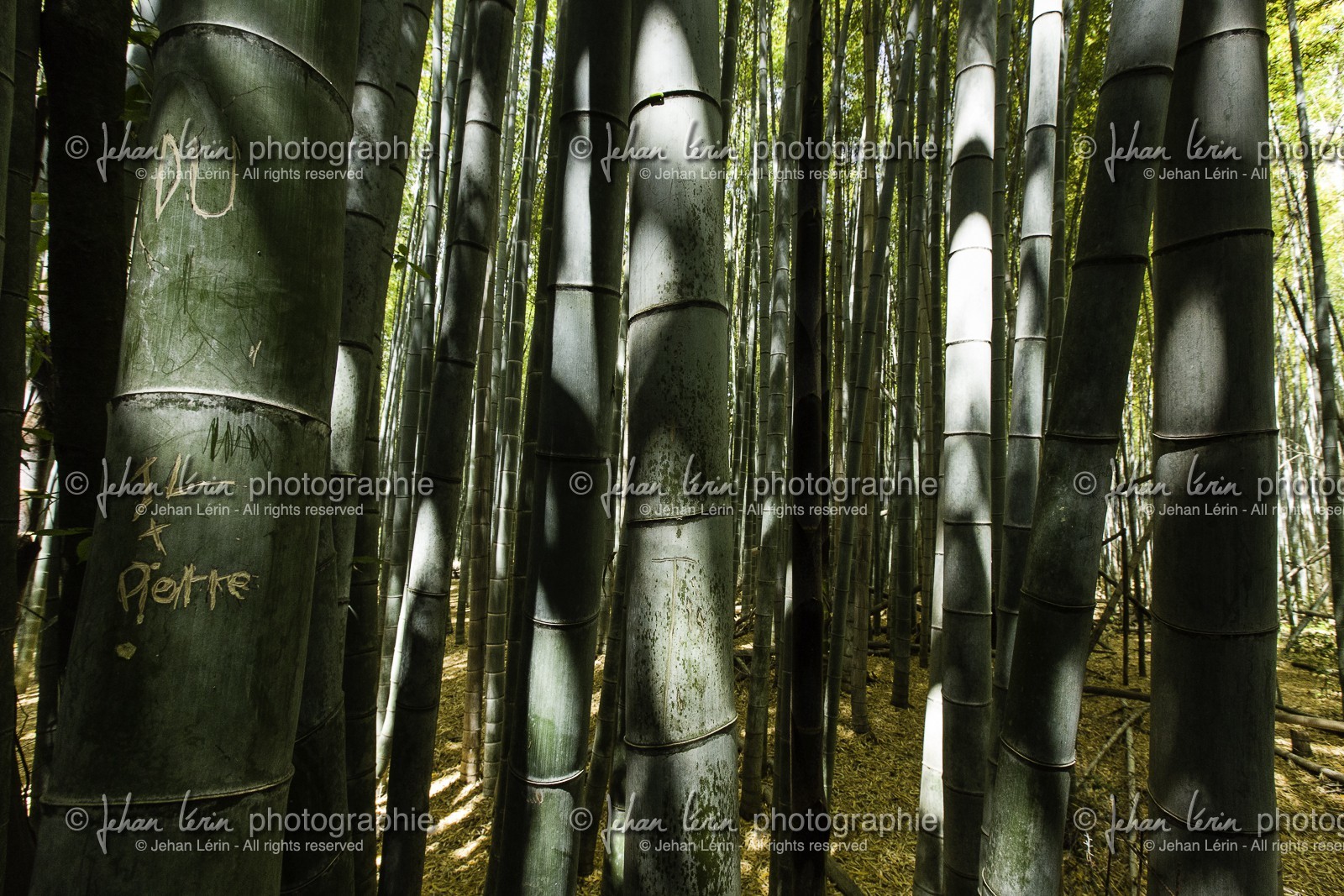 bambouseraie_arashiyama_kyoto_japon_jl_5d3_10-05-2014-1678.jpg