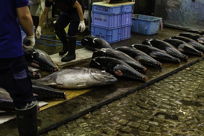 tsukiji-fish-market_tokyo_japon_jl_1dx_08-05-2014-6563.jpg