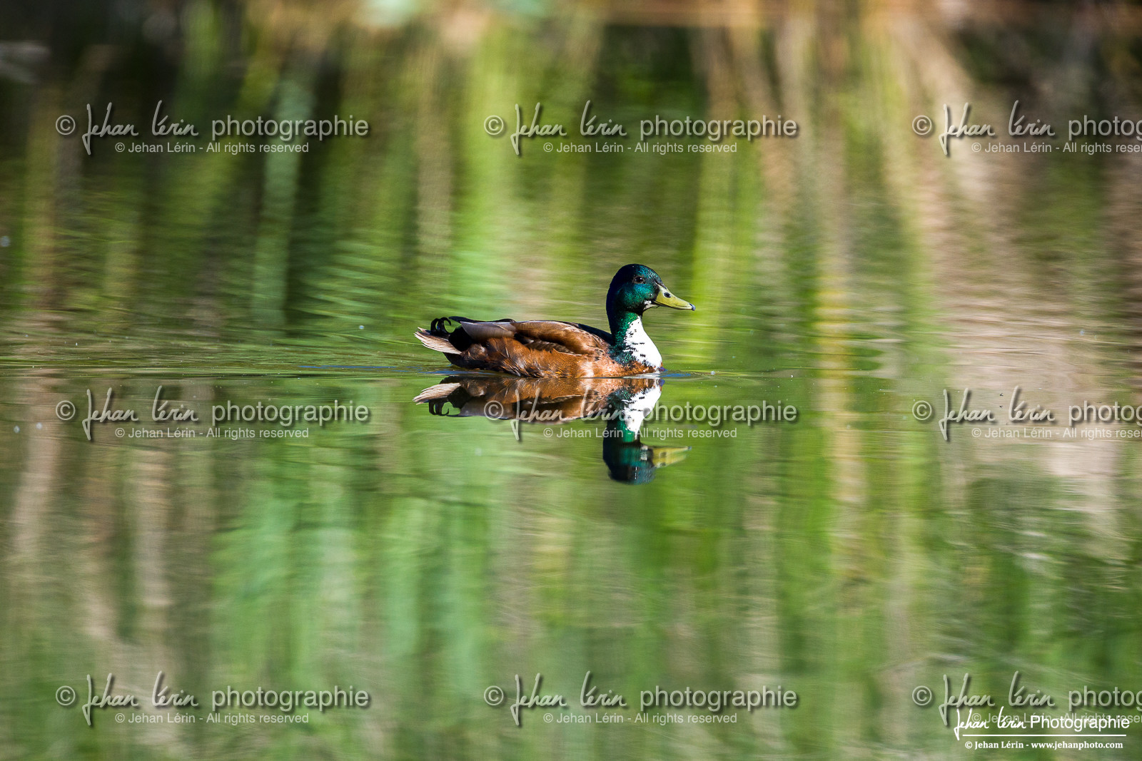 Canard Colvert - Mallard