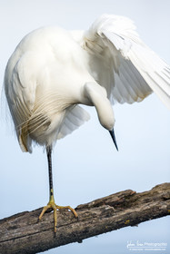Aigrette Garzette - Little Egret