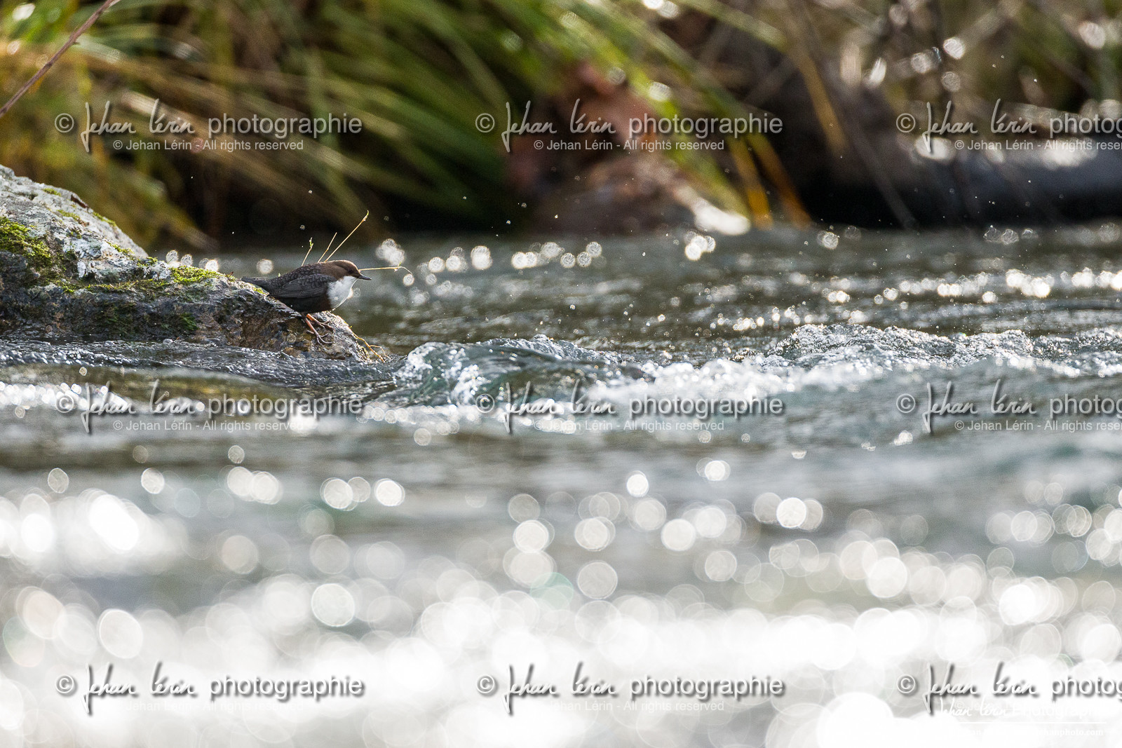 Cincle Plongeur - White-throated dipper  : Cinclus Cinclus