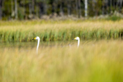 Cygnes