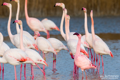 Flamant Nain - Lesser Flamingo