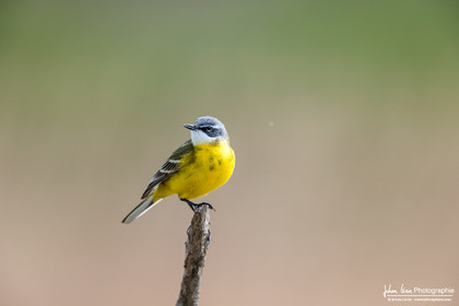 Bergeronnette Printanière - Western Yellow Wagtail