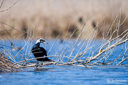 Grand Cormoran - Great Cormorant