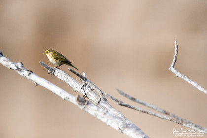 Pouillot Véloce - Common Chiffchaff