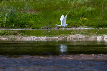 aigrette-garzette_pont-du-gard_jl_1dx_04-05-2021-0057.jpg