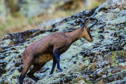 chamois_refuge-de-nice-lac-autier_jl_5d3_12-08-2017-0044.jpg