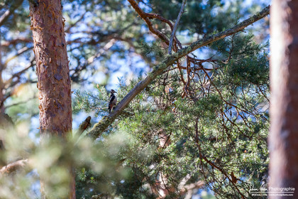 Pic Epeiche - Great Spotted Woodpecker