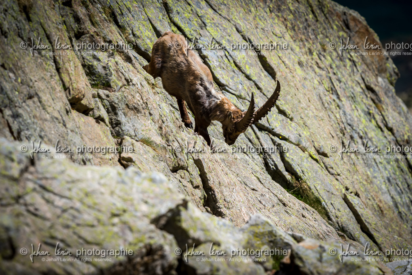 bouquetin_lac-de-fenestre_1dx_23-06-2019-0149.jpg