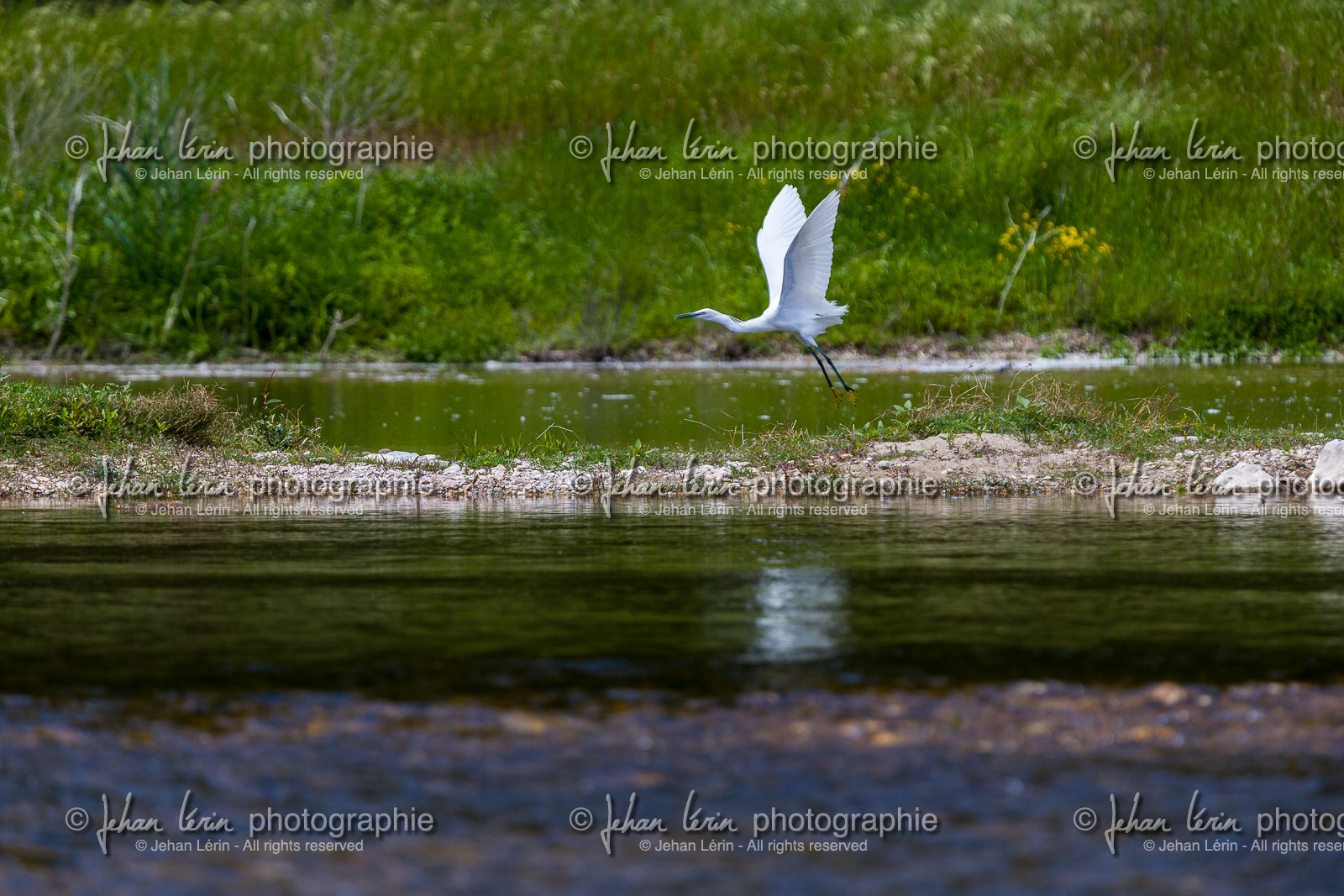 aigrette-garzette_pont-du-gard_jl_1dx_04-05-2021-0057.jpg