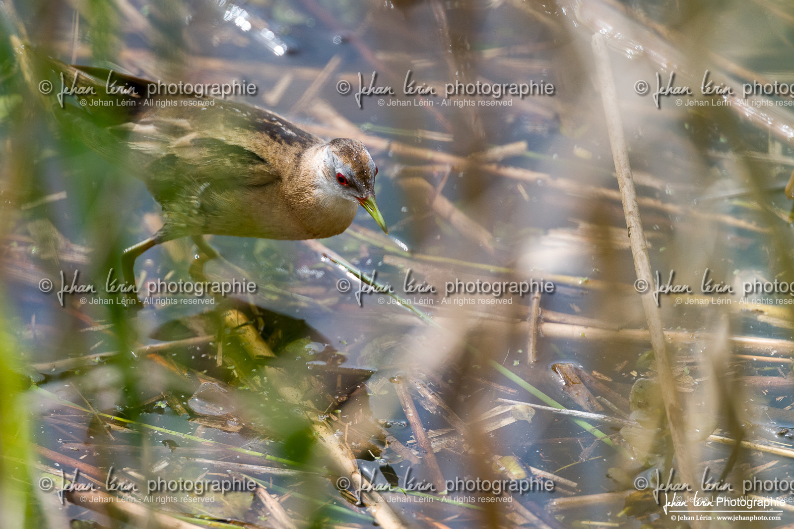 Marouette Poussin - Little Crake