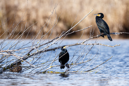 Grand Cormoran - Great Cormorant