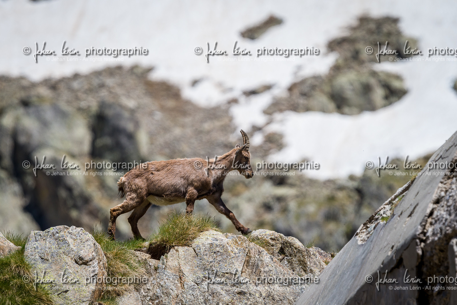 bouquetin_lac-de-fenestre_1dx_23-06-2019-0098.jpg