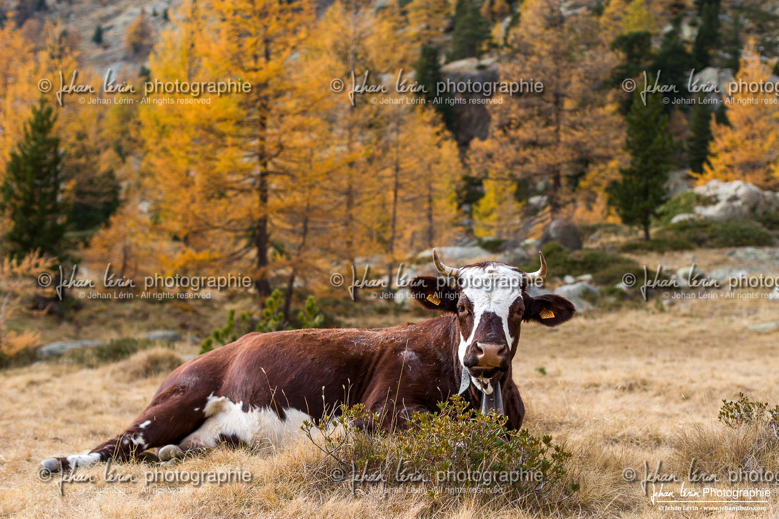 Vache - Cow