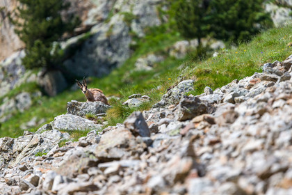 chamois_la-gordolasque_mercantour_france_jl_1dx_15-06-2021-0005.jpg